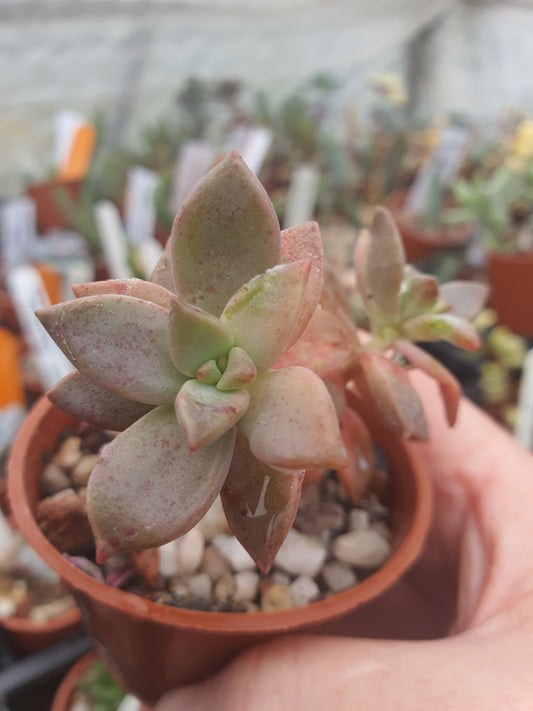 x Graptosedum 'Alpenglow'