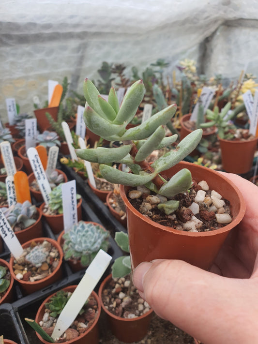 Crassula nudicailis var. Herrei  | 🇬🇧 UK grown - Succulent - UK grown houseplant - Barney Plants