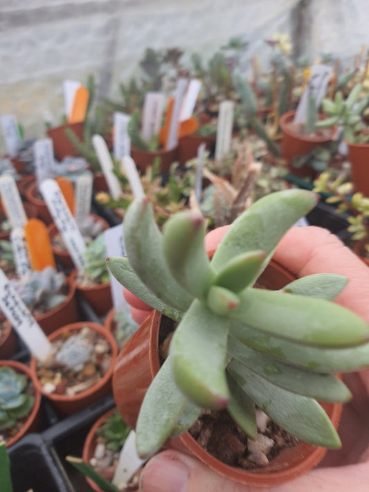 Crassula cv | 🇬🇧 UK grown - Succulent