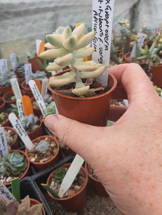 x Graptoveria 'Titubans' f. variegata  (Apricot Form)