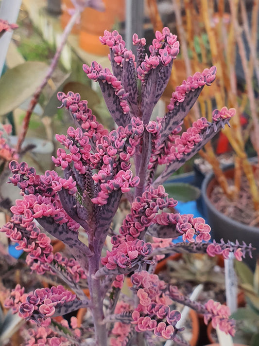 Kalanchoe  'Pink Butterfly' |  Pink Mother of Thousands | - UK grown houseplant - Barney Plants