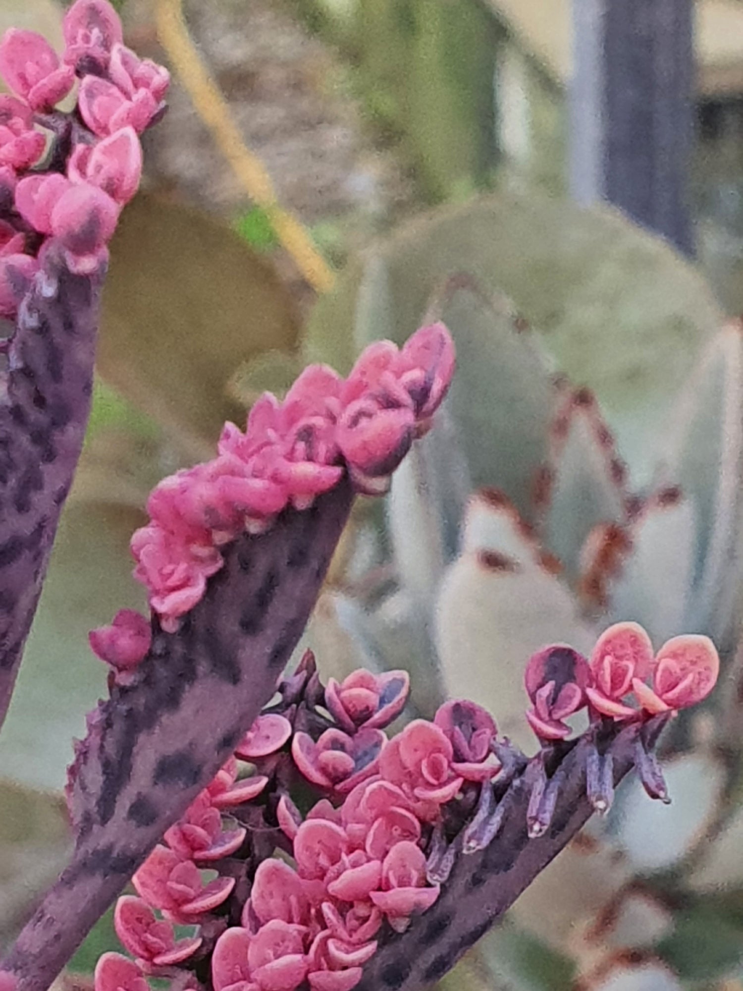 Kalanchoe  'Pink Butterfly' |  Pink Mother of Thousands | - UK grown houseplant - Barney Plants