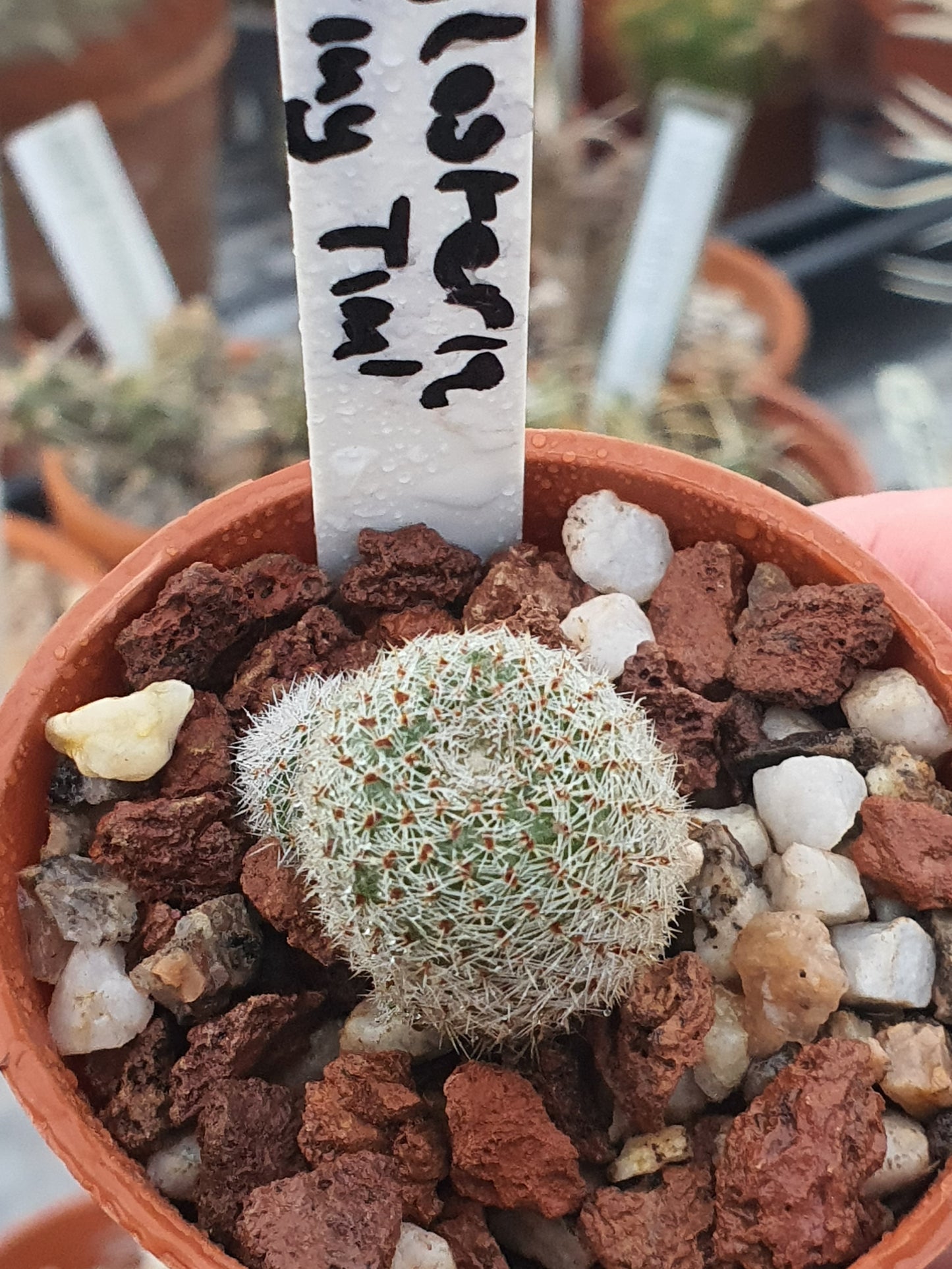 Aylostera 'Tiny Tim' | 🇬🇧 UK grown - UK grown houseplant - Barney Plants