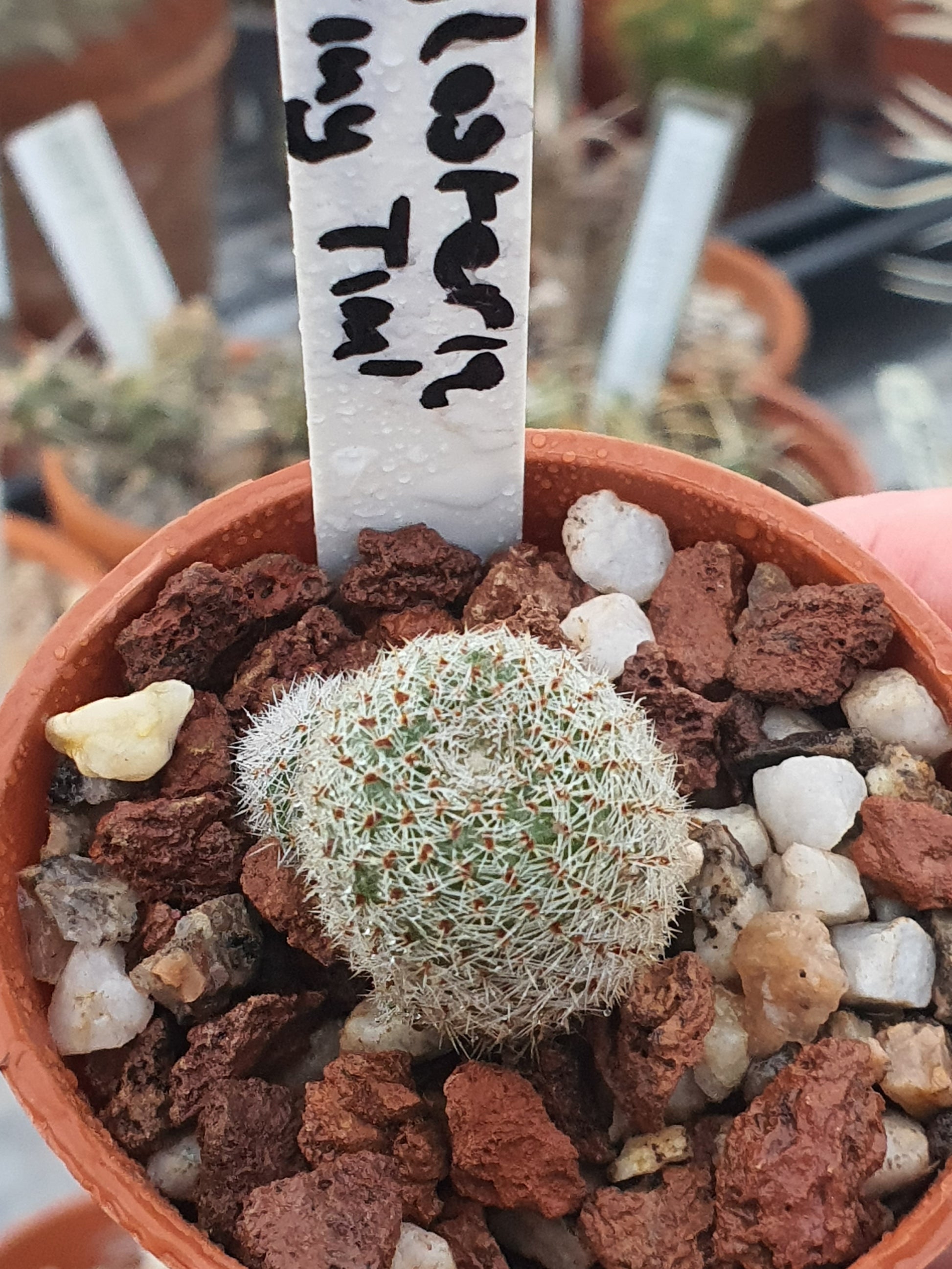 Aylostera 'Tiny Tim' | 🇬🇧 UK grown - UK grown houseplant - Barney Plants