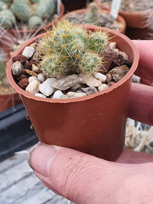 Mammillaria prolifera (Texas Nipple Cactus)