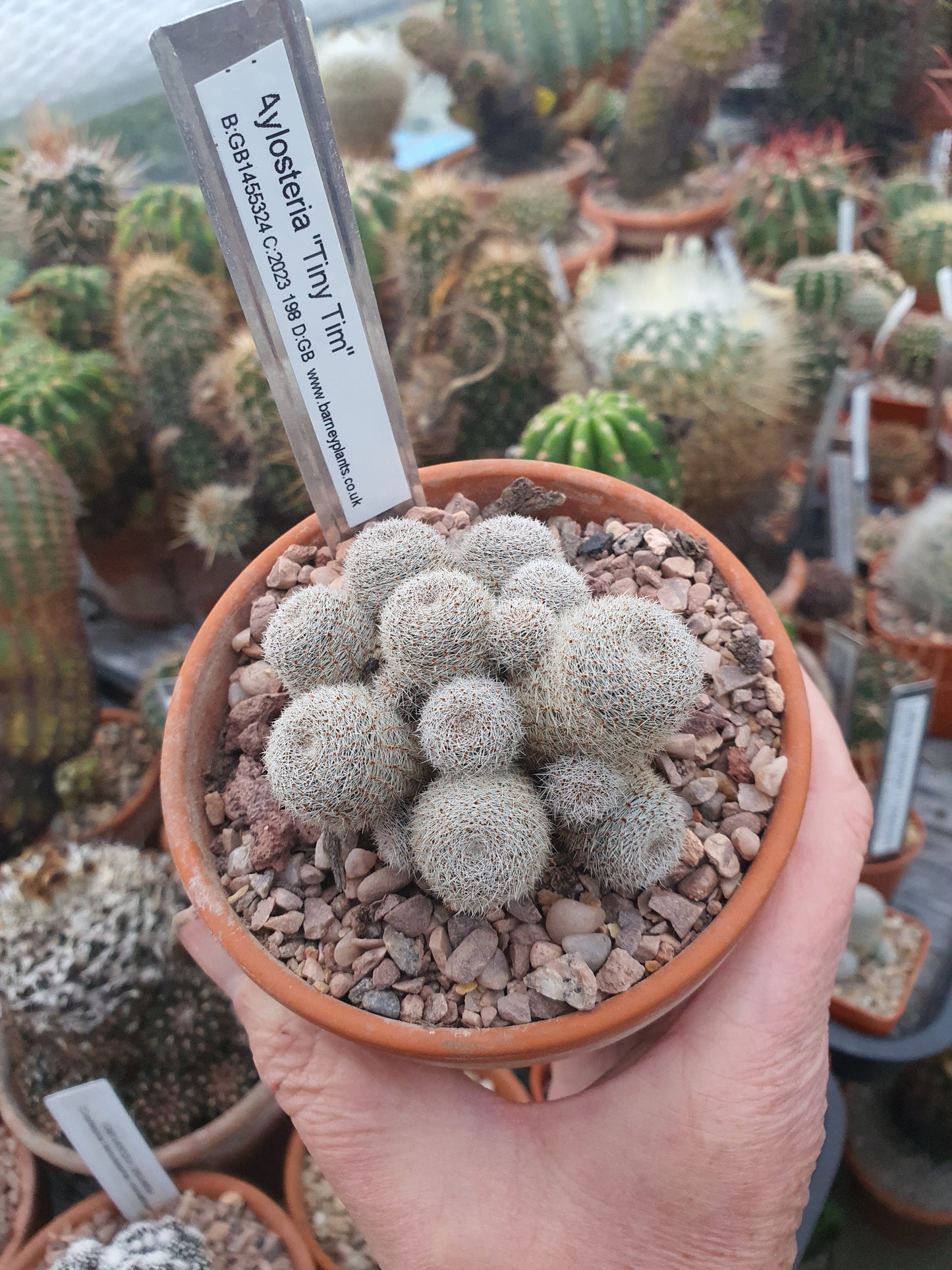 Aylostera 'Tiny Tim' | 🇬🇧 UK grown - UK grown houseplant - Barney Plants