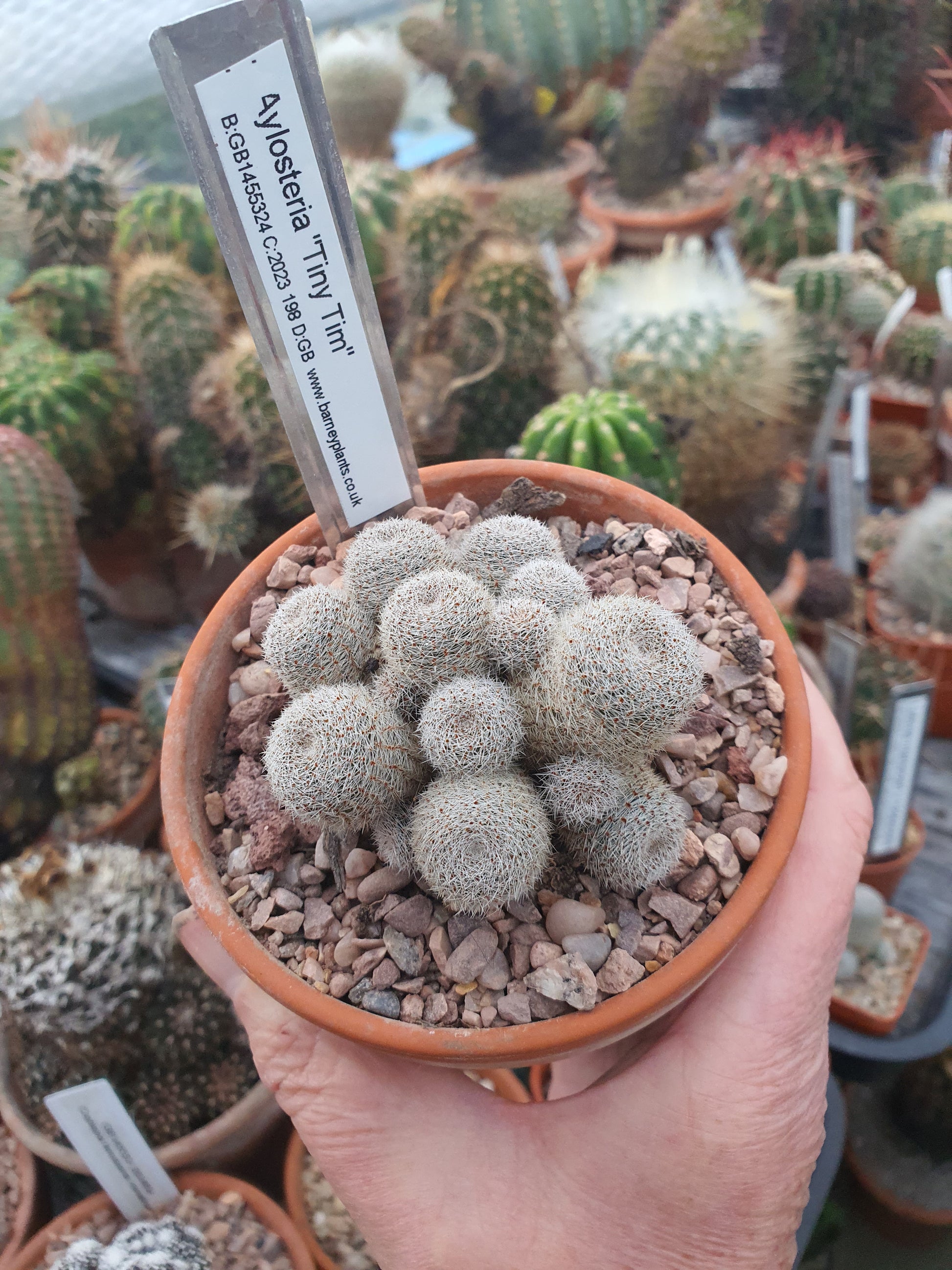 Aylostera 'Tiny Tim' | 🇬🇧 UK grown - UK grown houseplant - Barney Plants