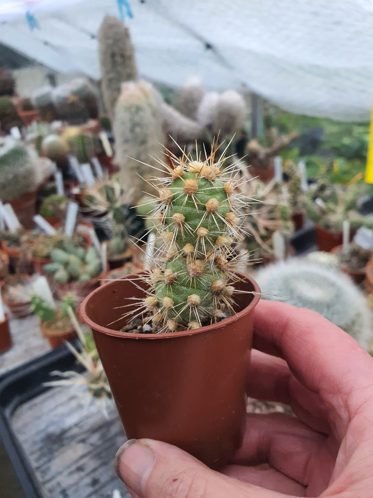 Cumuloptunia sphaericus  |Tephrocactus sphaericus | 🇬🇧 UK grown - UK grown houseplant - Barney Plants