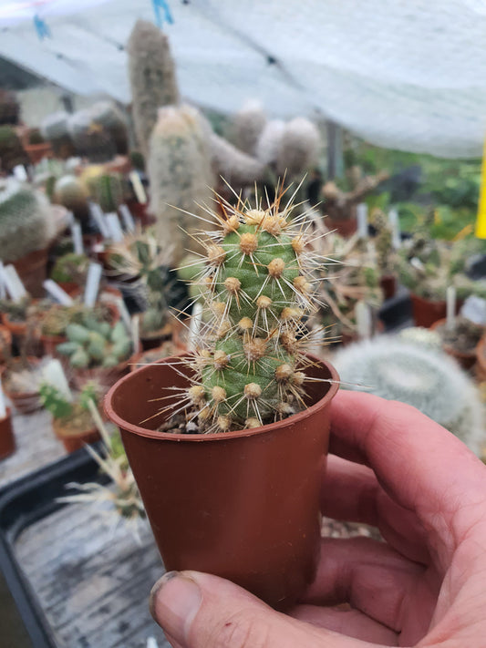 Cumuloptunia sphaericus  |Tephrocactus sphaericus | 🇬🇧 UK grown