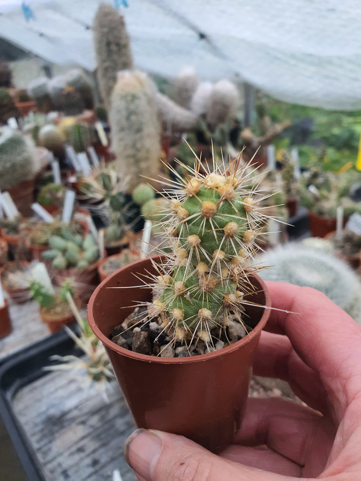 Cumuloptunia sphaericus  |Tephrocactus sphaericus | 🇬🇧 UK grown - UK grown houseplant - Barney Plants
