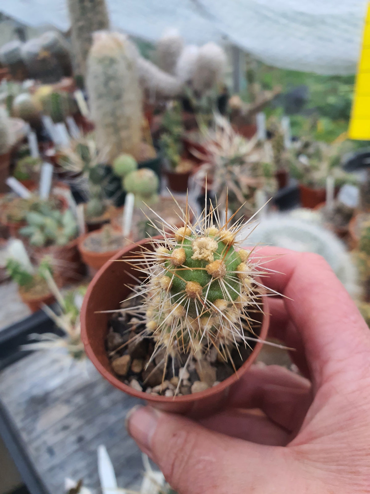 Cumuloptunia sphaericus  |Tephrocactus sphaericus | 🇬🇧 UK grown - UK grown houseplant - Barney Plants