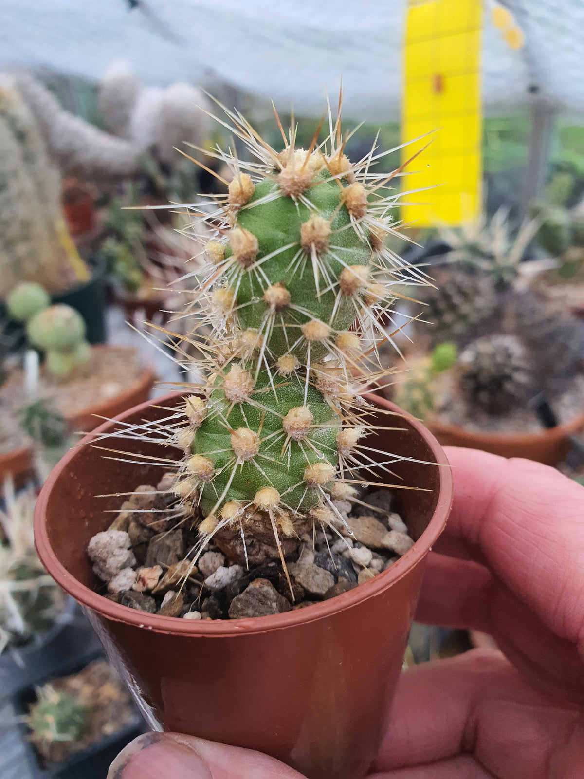 Cumuloptunia sphaericus  |Tephrocactus sphaericus | 🇬🇧 UK grown - UK grown houseplant - Barney Plants