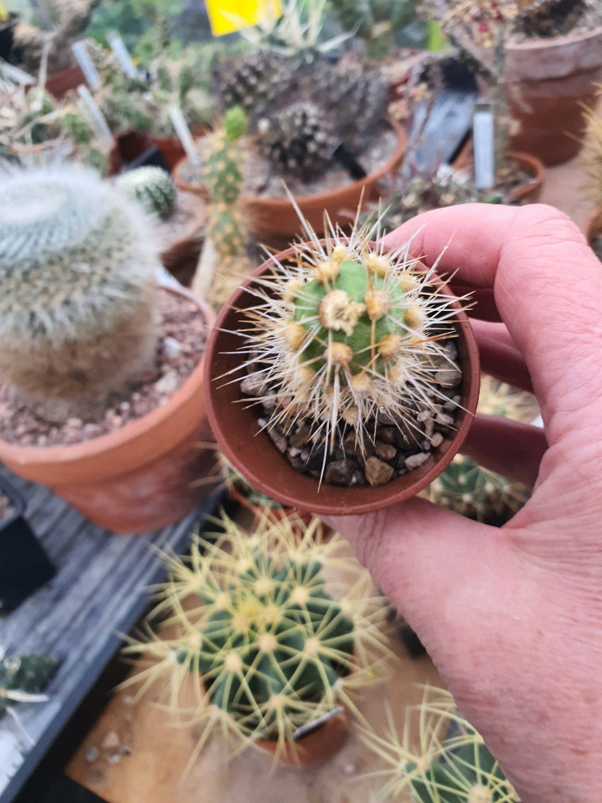 Cumuloptunia sphaericus  |Tephrocactus sphaericus | 🇬🇧 UK grown - UK grown houseplant - Barney Plants