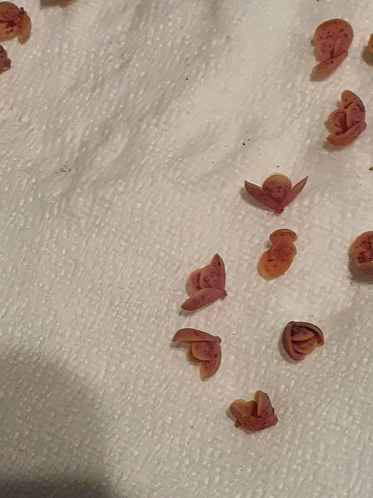 Kalanchoe  'Pink Butterfly' |  Pink Mother of Thousands | Plantlets x10