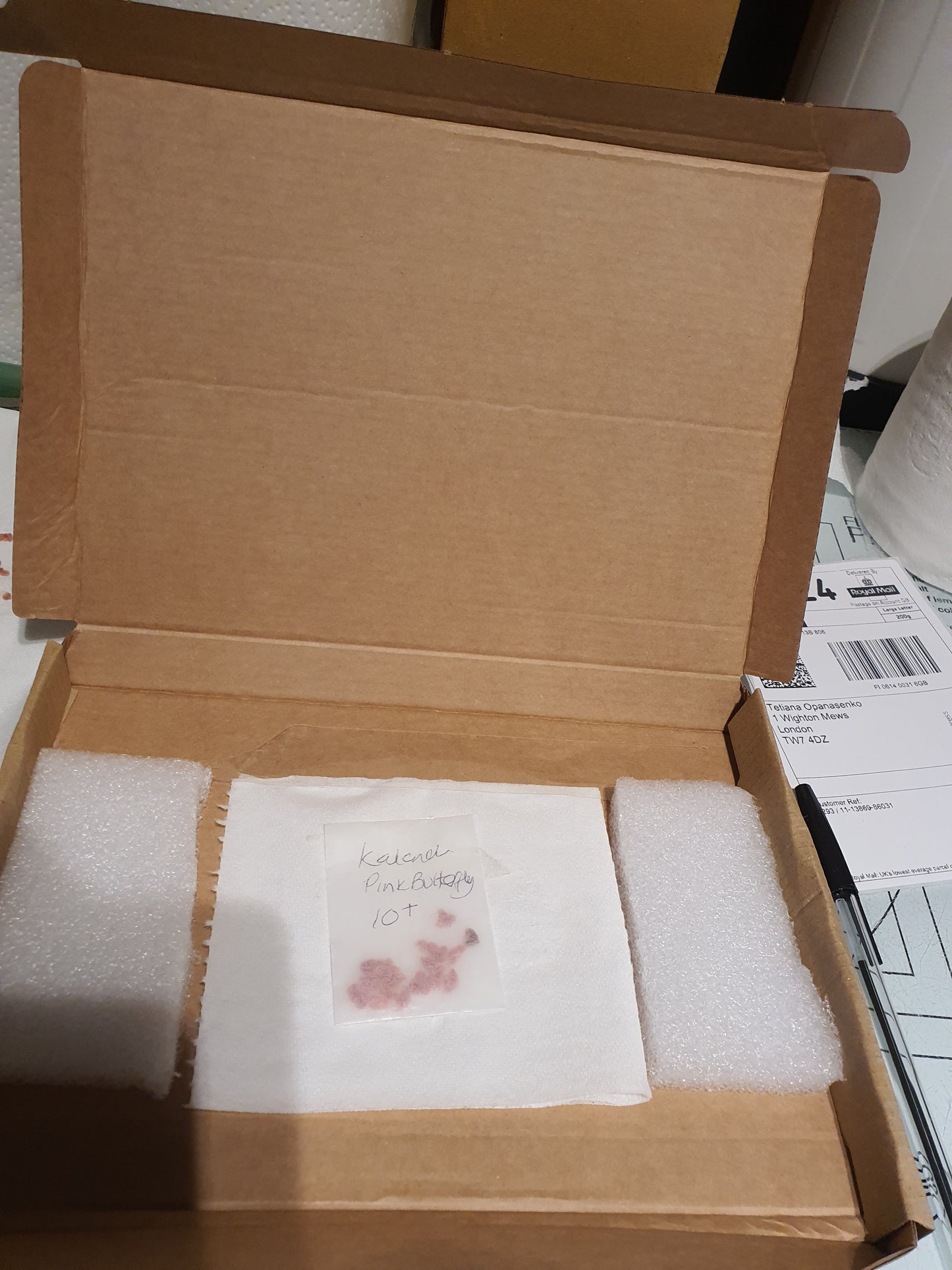 Kalanchoe  'Pink Butterfly' |  Pink Mother of Thousands | Plantlets x10