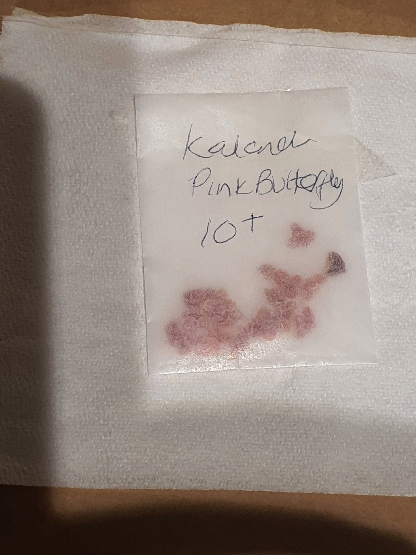 Kalanchoe  'Pink Butterfly' |  Pink Mother of Thousands | Plantlets x10