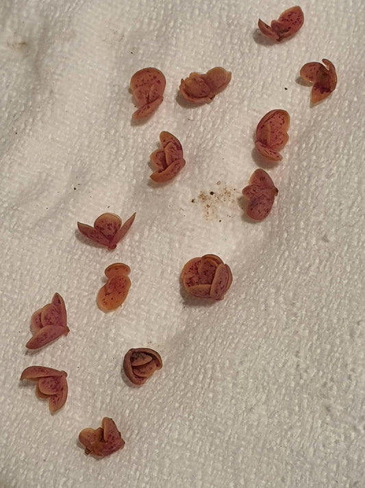 Kalanchoe  'Pink Butterfly' |  Pink Mother of Thousands | Plantlets x10