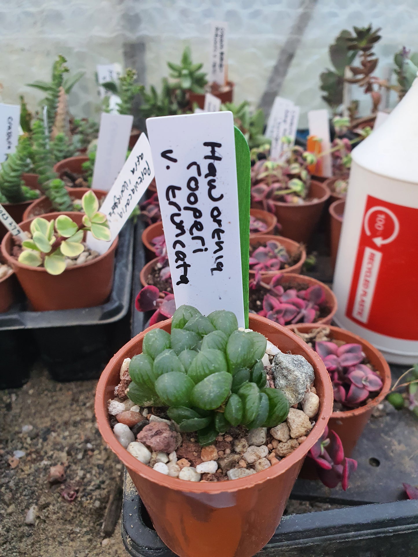 Haworthia cooperi var. Truncata| UK Grown - UK grown houseplant - Barney Plants