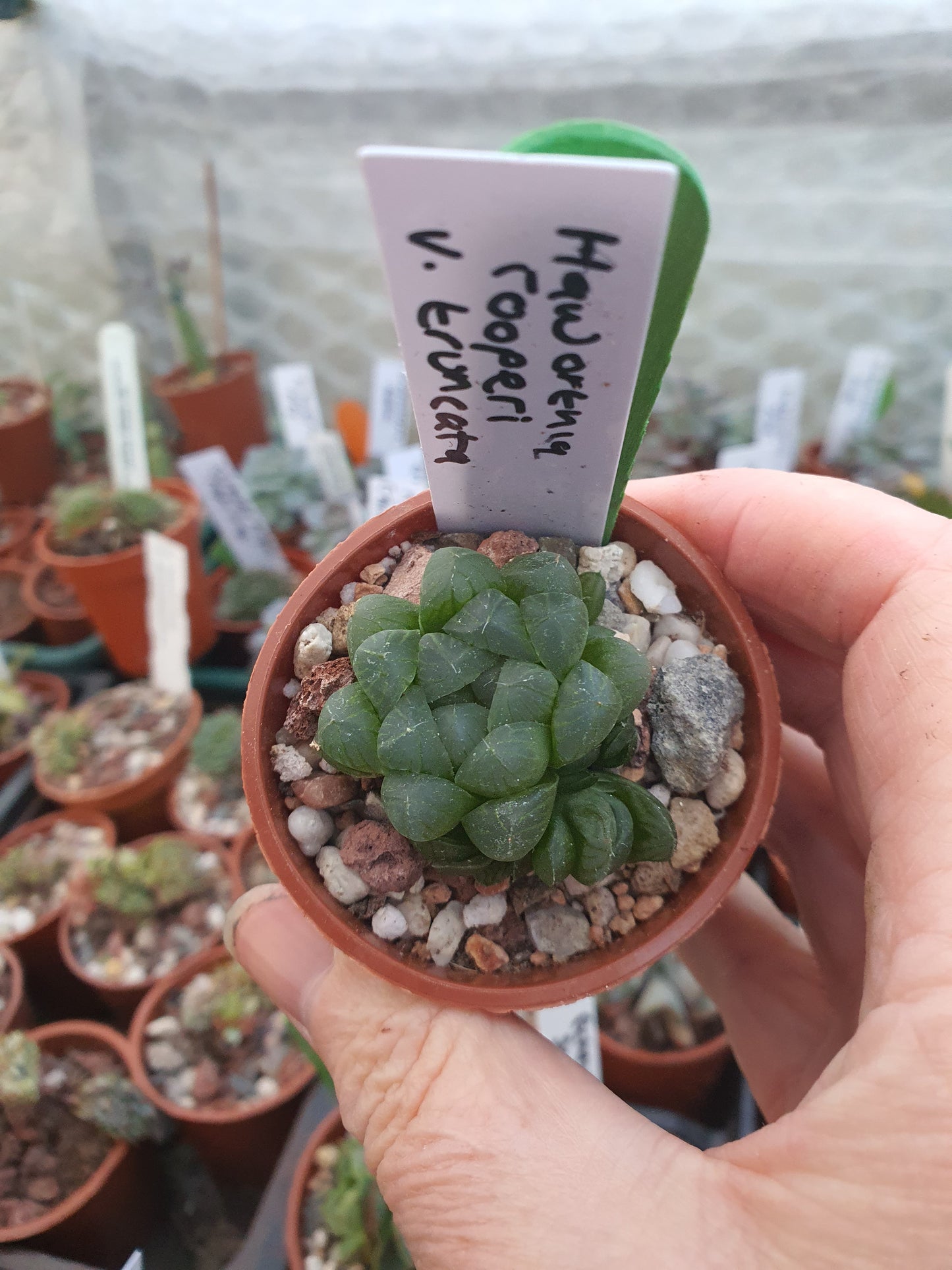 Haworthia cooperi var. Truncata| UK Grown - UK grown houseplant - Barney Plants
