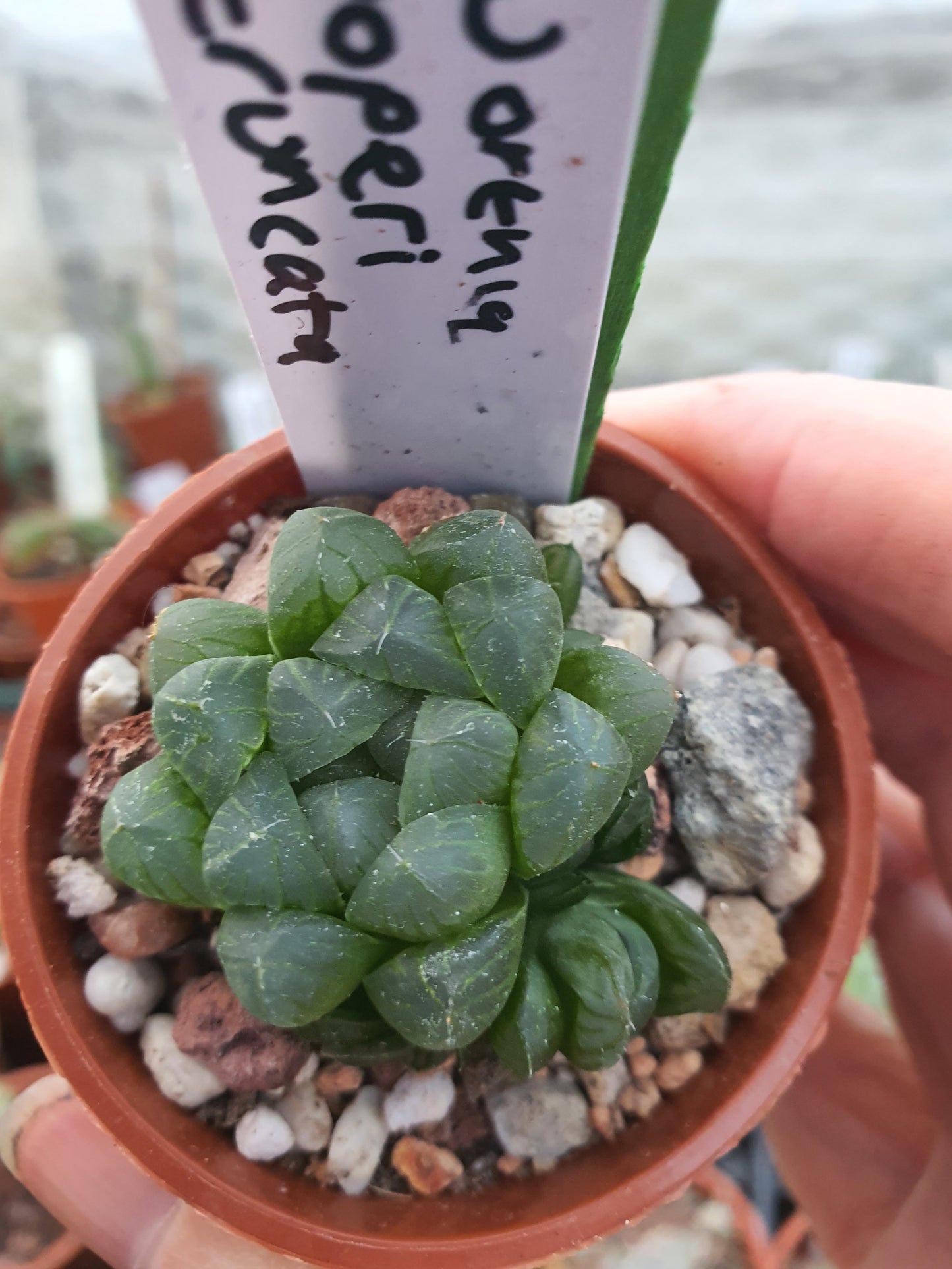Haworthia cooperi var. Truncata| UK Grown - UK grown houseplant - Barney Plants