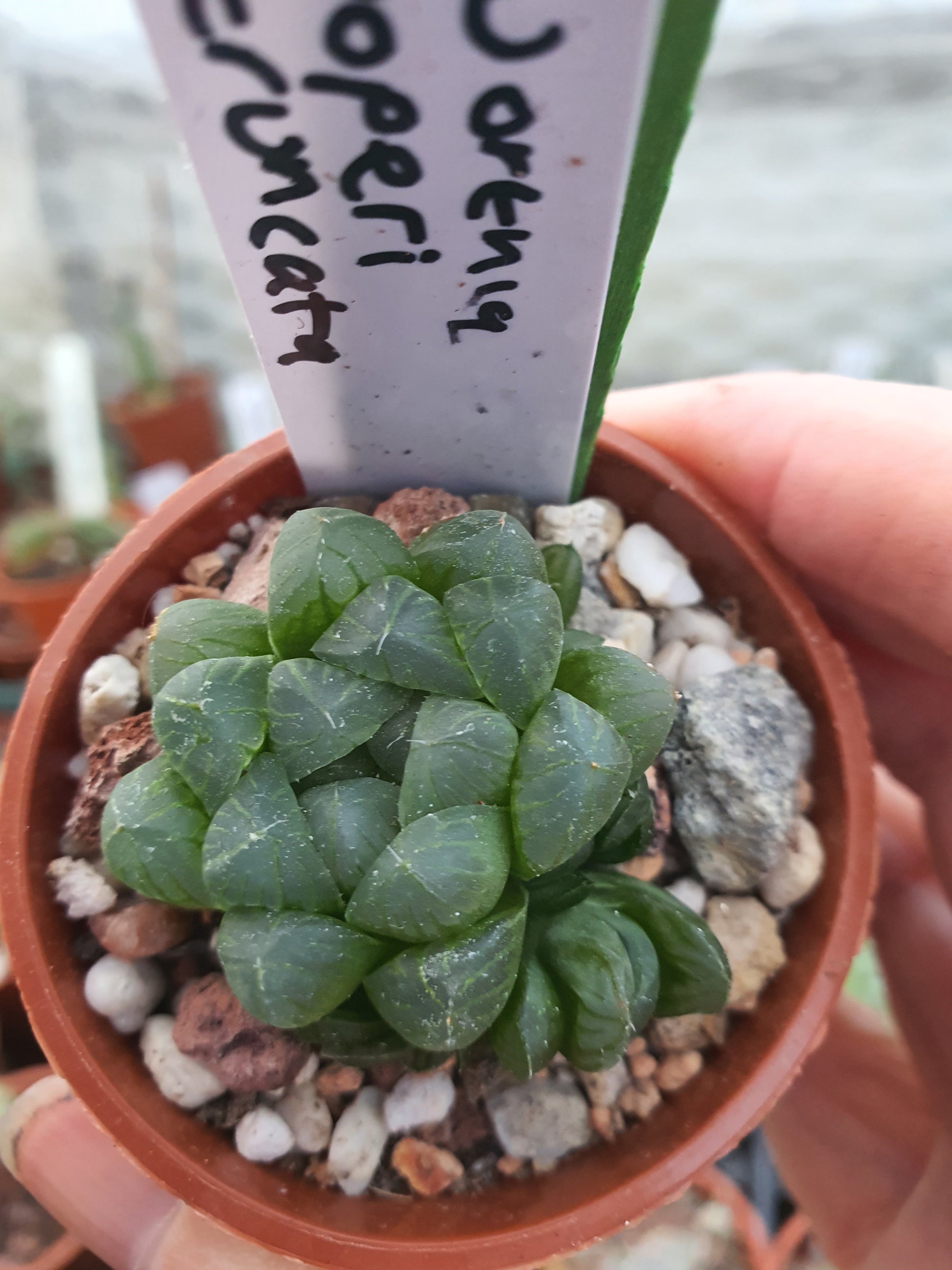 Haworthia cooperi var. Truncata| UK Grown - UK grown houseplant - Barney Plants