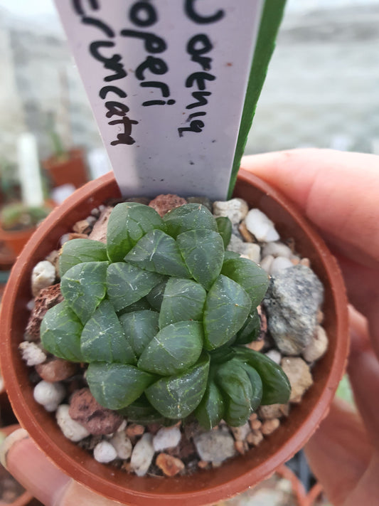 Haworthia cooperi var. Truncata| UK Grown - UK grown houseplant - Barney Plants