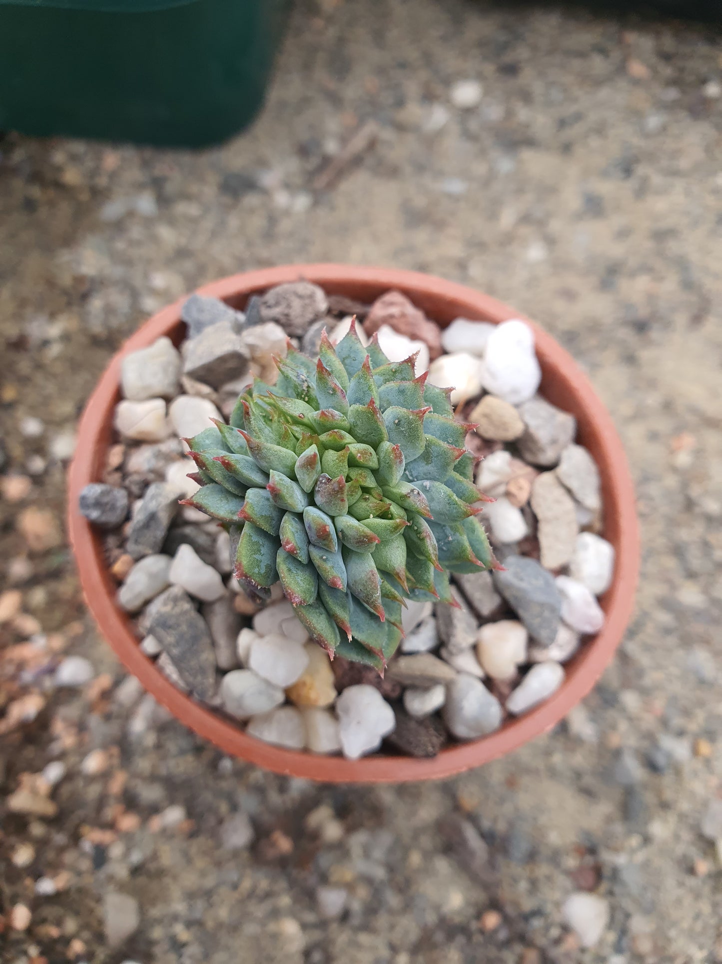 Echeveria cristate form