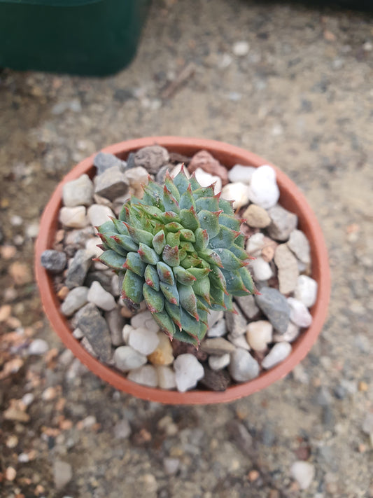 Echeveria cristate form
