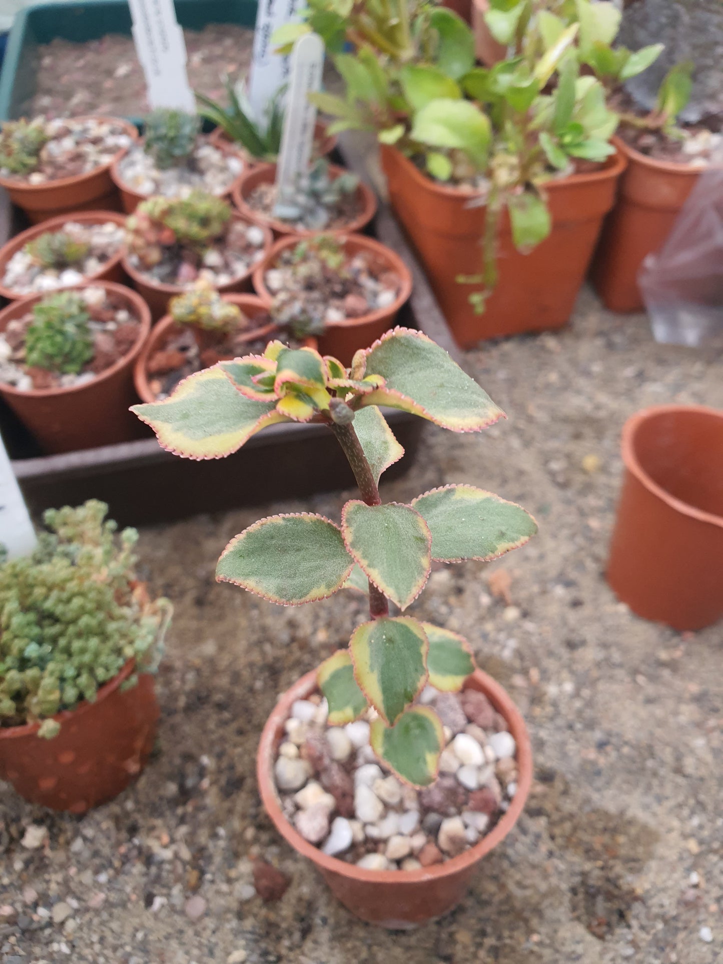 Crassula sarmentosa f. Variegata - Variegated Trailing Jade Succulent - Plant