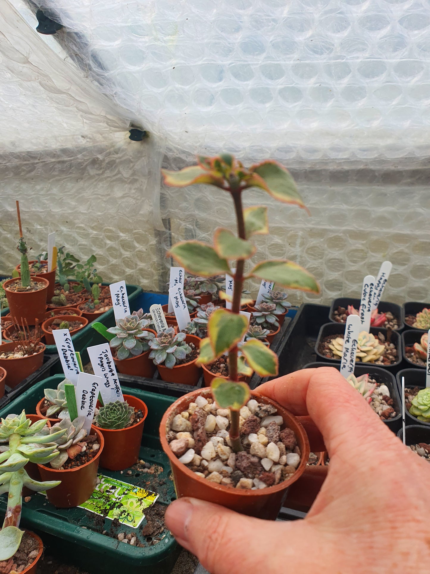 Crassula sarmentosa f. Variegata - Variegated Trailing Jade Succulent - Plant