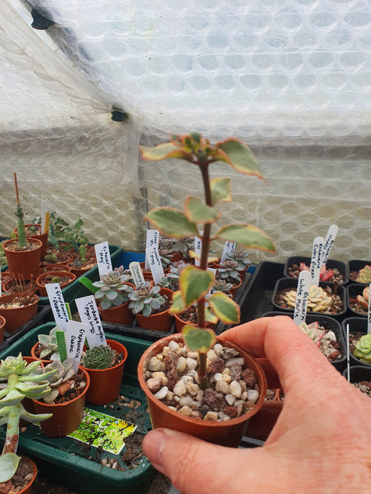 Crassula sarmentosa f. Variegata - Variegated Trailing Jade Succulent - Plant