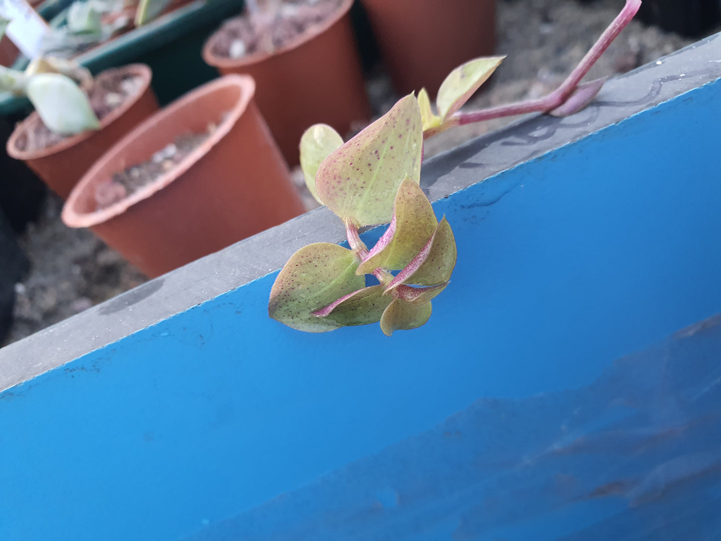 Callisia repens 'Gold'  - Turtle Vine - Stem cuttings (x3)