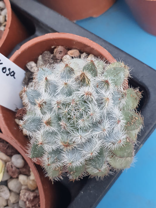 Echeveria setosa - Mexican Fire Cracker