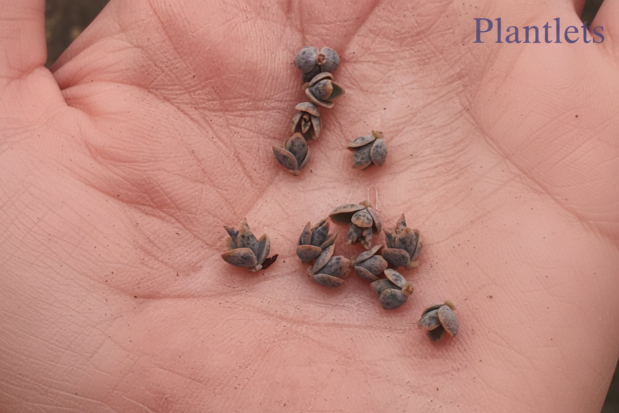 Kalanchoe daigremontiana (Mother of thousands) x 10 Plantlets