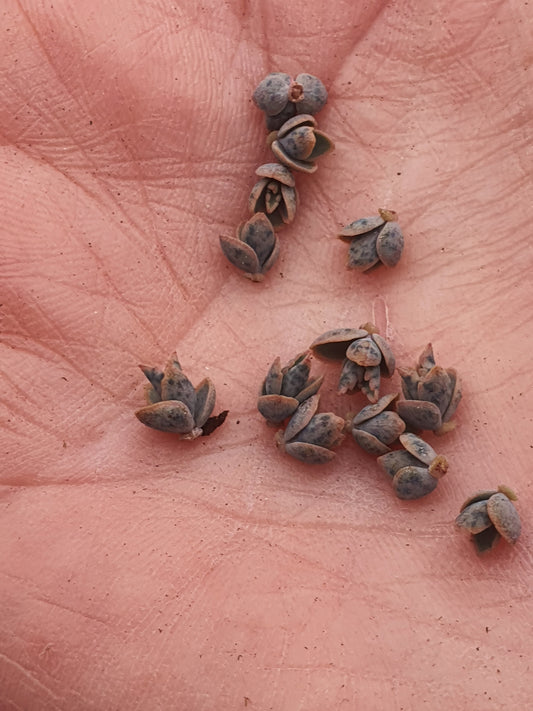 Kalanchoe daigremontiana (Mother of thousands) x 10 Plantlets