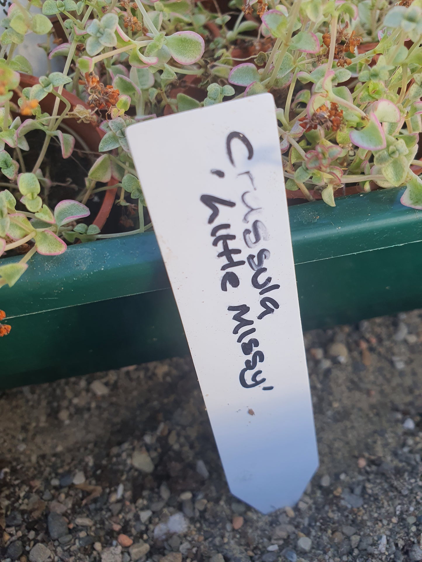 Crassula pellucida subsp. 'Little Missy'