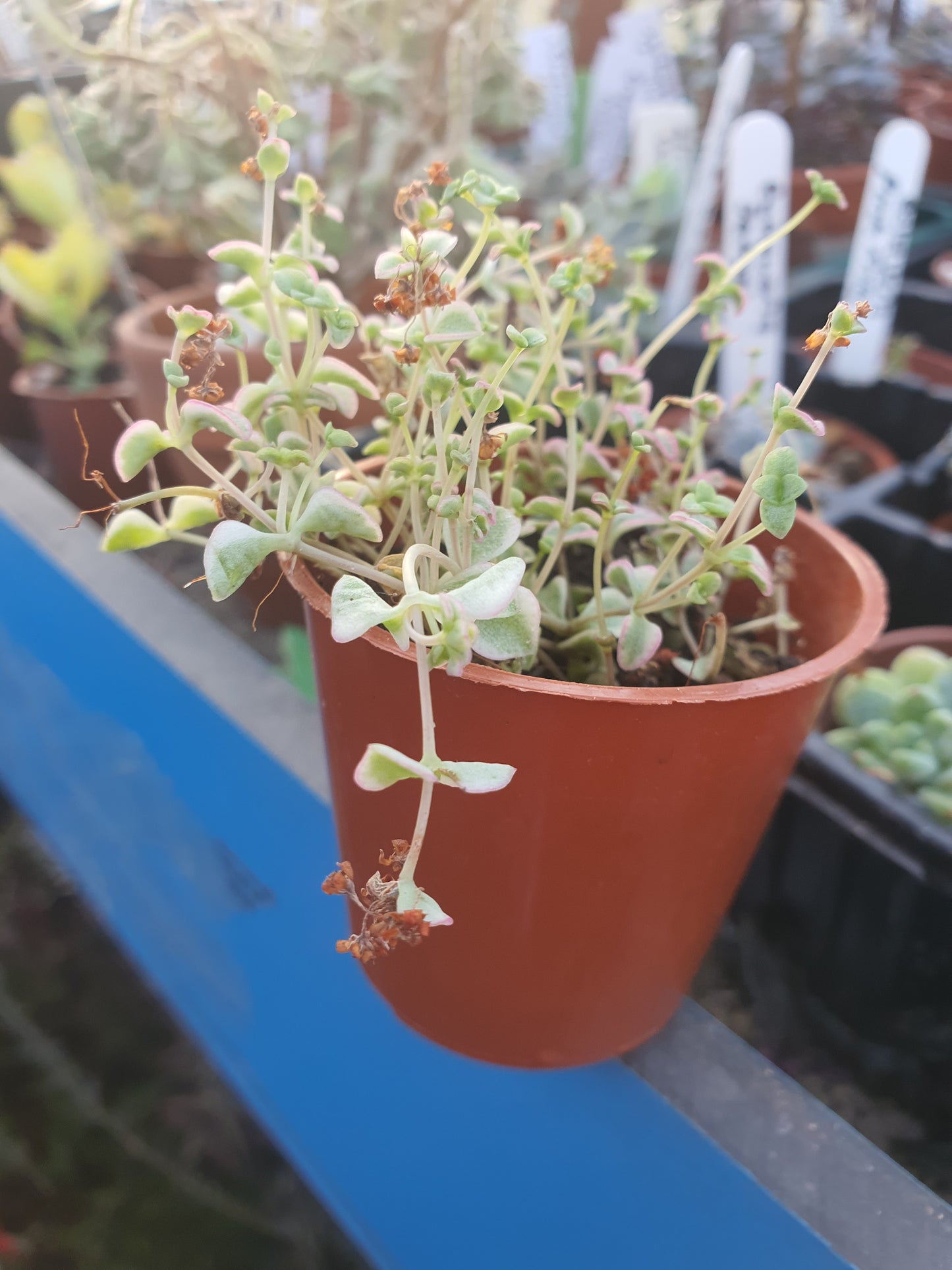 Crassula pellucida subsp. 'Little Missy'