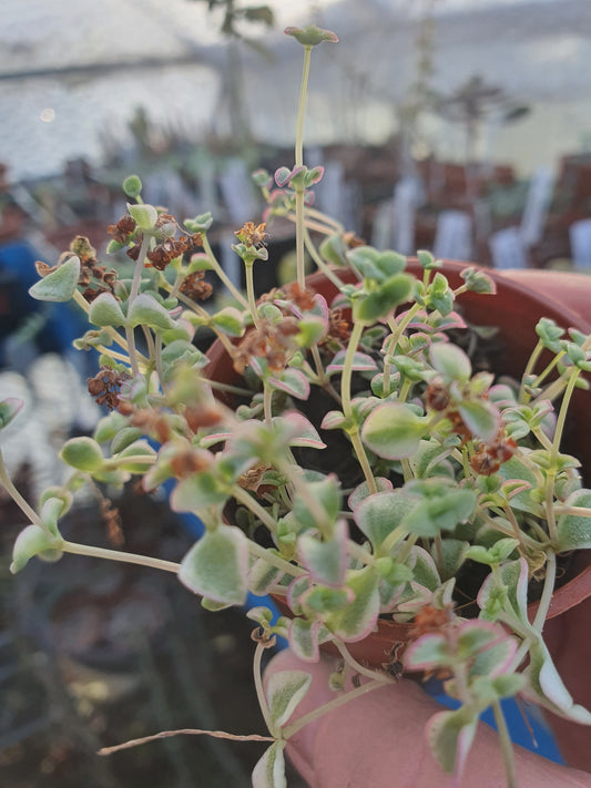 Crassula pellucida subsp. 'Little Missy'