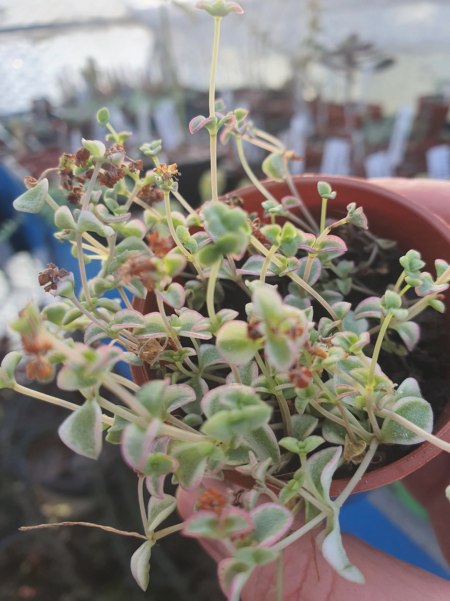 Crassula pellucida subsp. 'Little Missy'