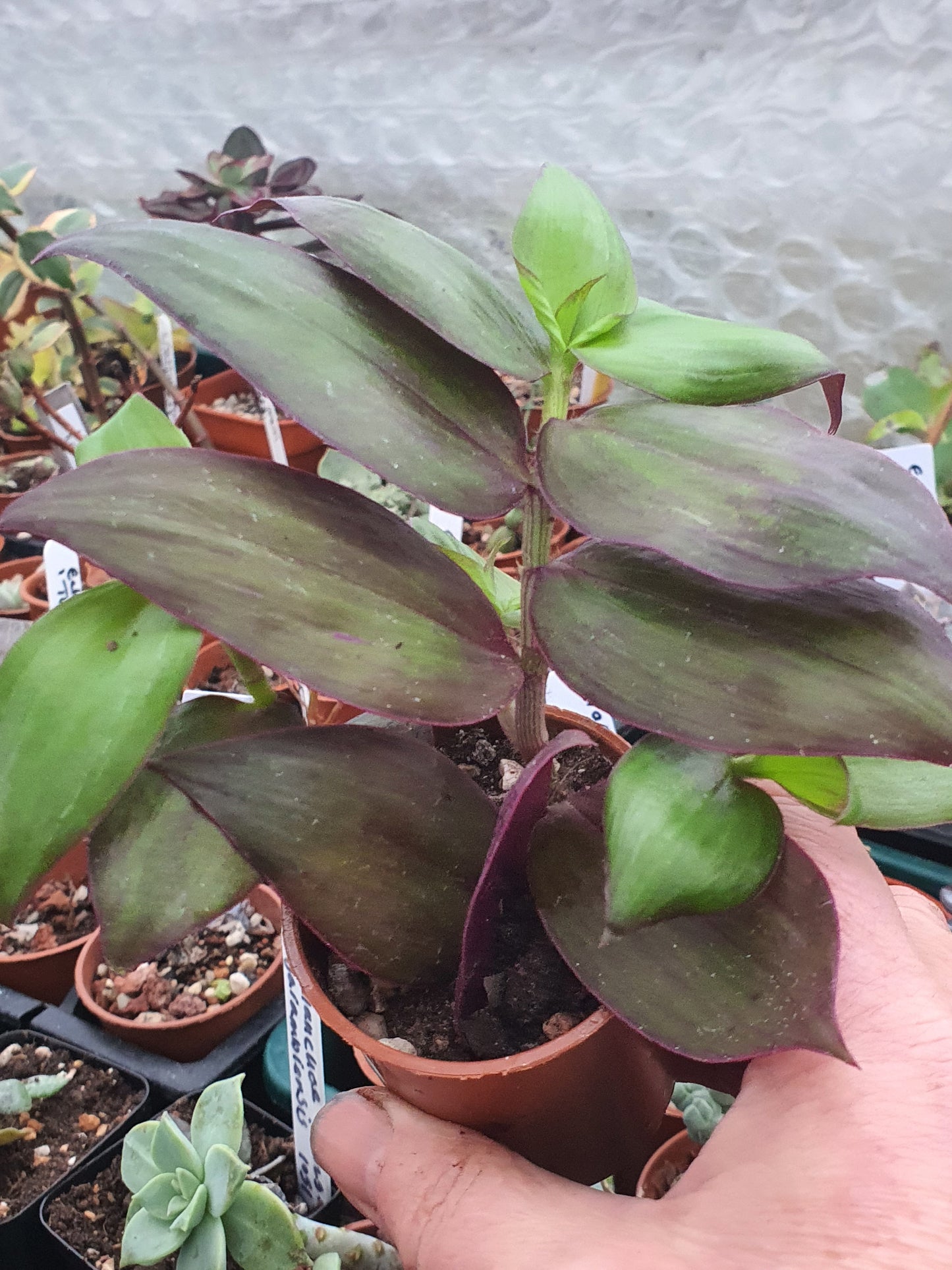 Tradescantia ' Flame Dance' (Wondering Dew cv) - Cutting