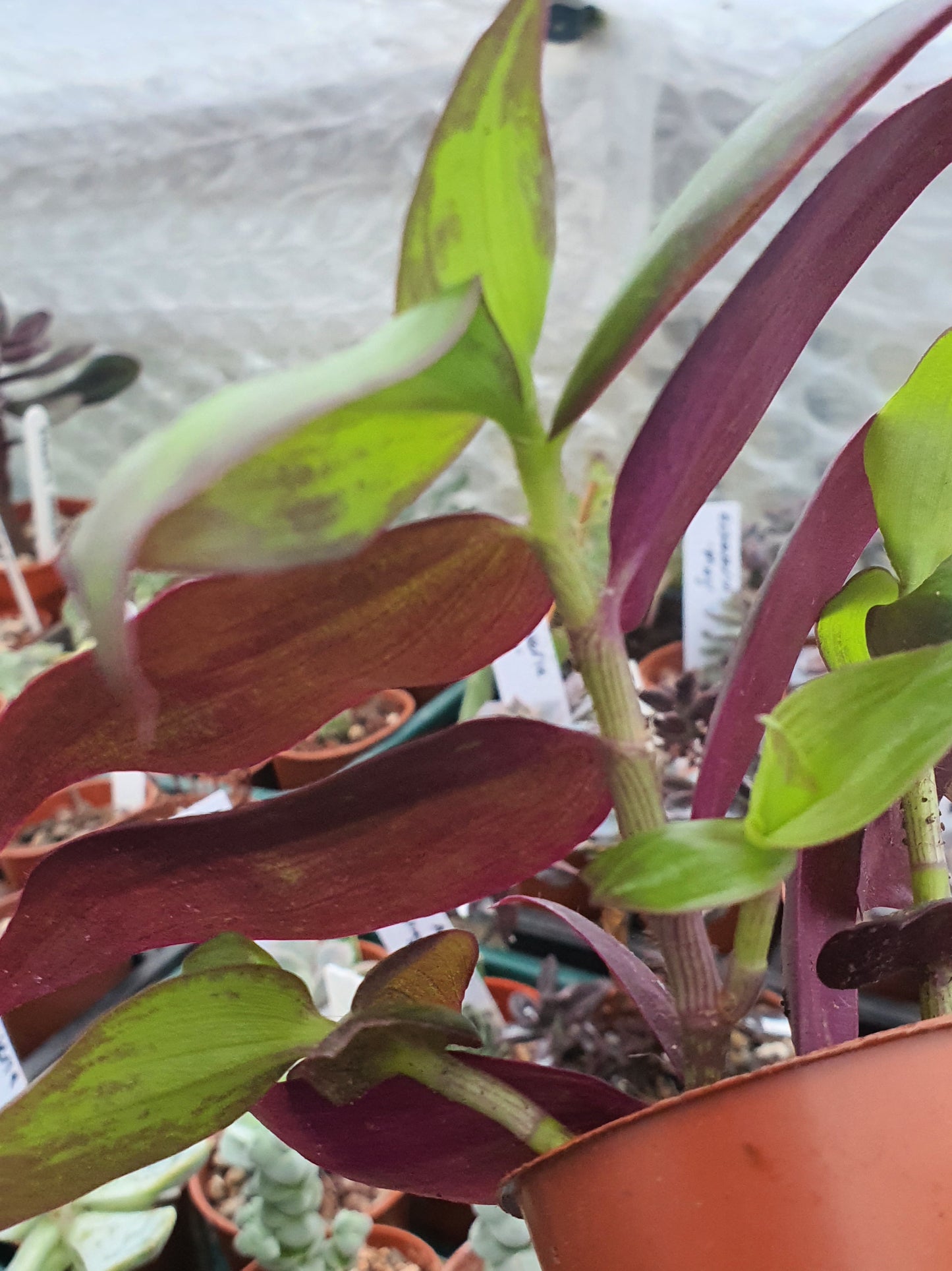 Tradescantia ' Flame Dance' (Wondering Dew cv) - Cutting