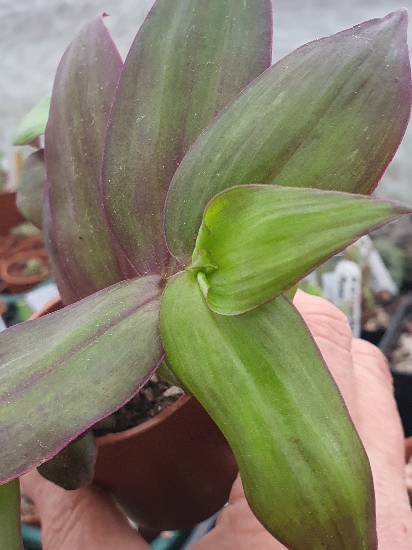 Tradescantia ' Flame Dance' (Wondering Dew cv) - Cutting