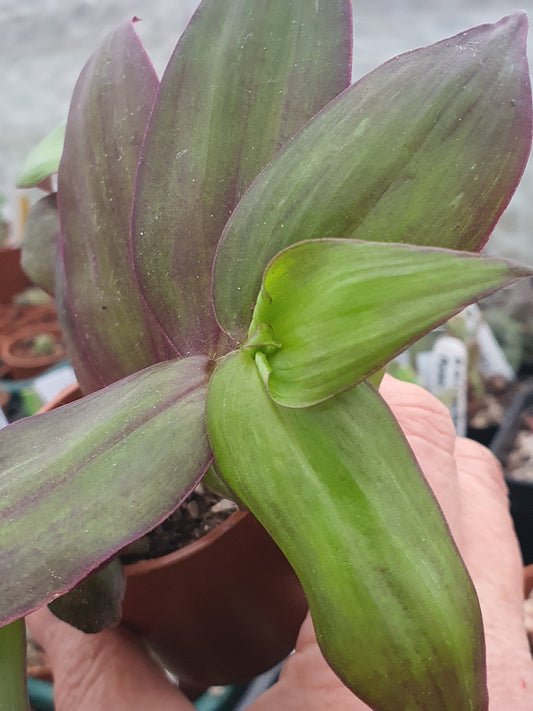 Tradescantia ' Flame Dance' (Wondering Dew cv) - Cutting