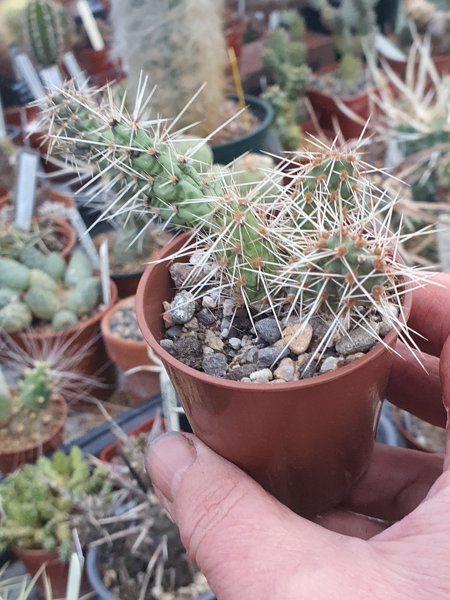 Tephrocactus | Pine cone Cactus| Unnamed