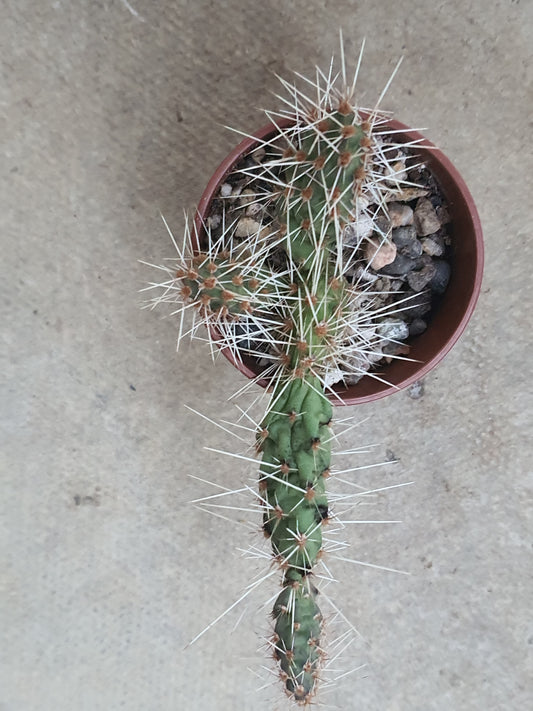 Tephrocactus | Pine cone Cactus| Unnamed