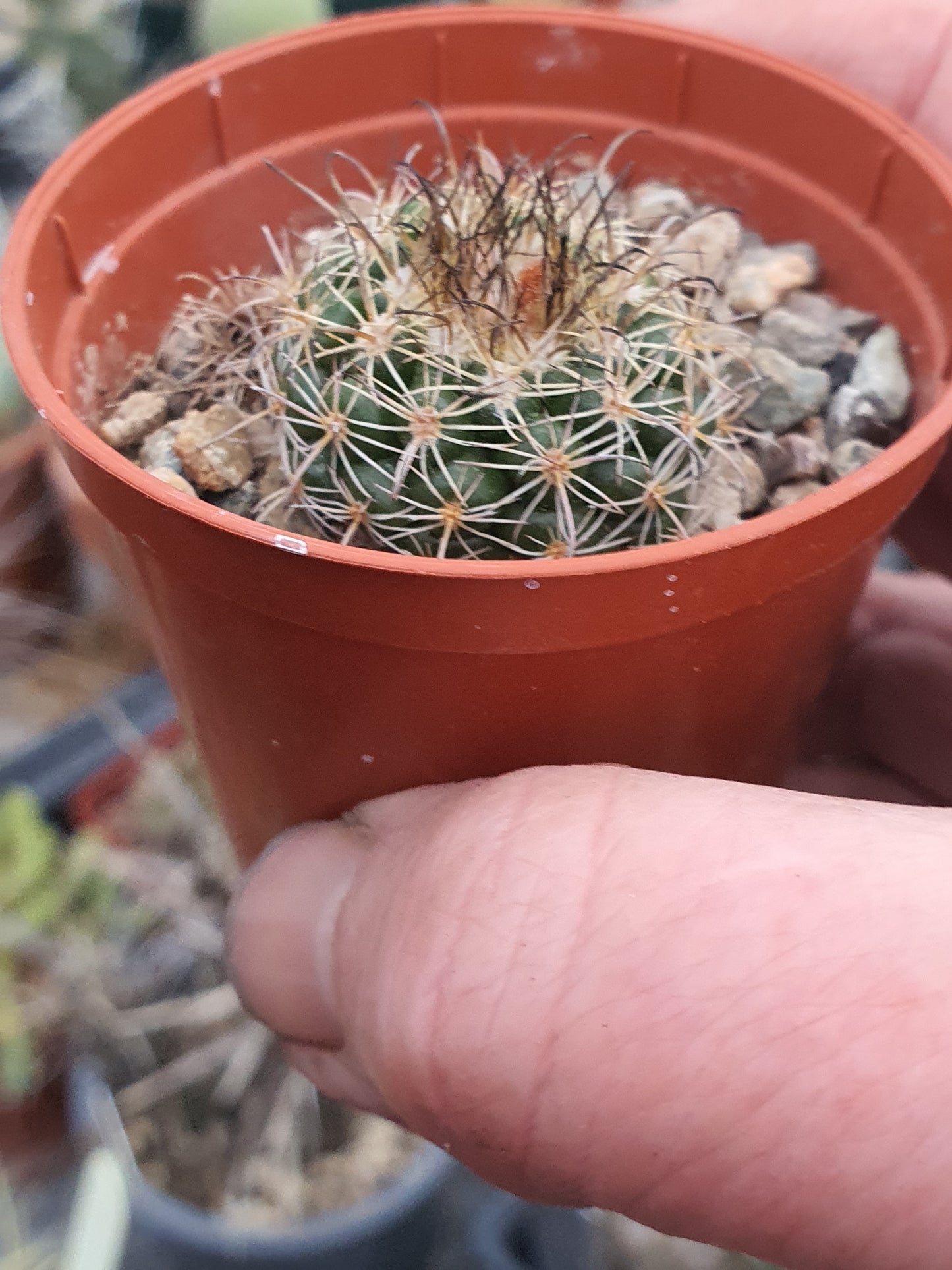 Echinopsis ancistrophora subs. cardenasiana - (Lobivia cardenasiana) - UK grown houseplant - Barney Plants