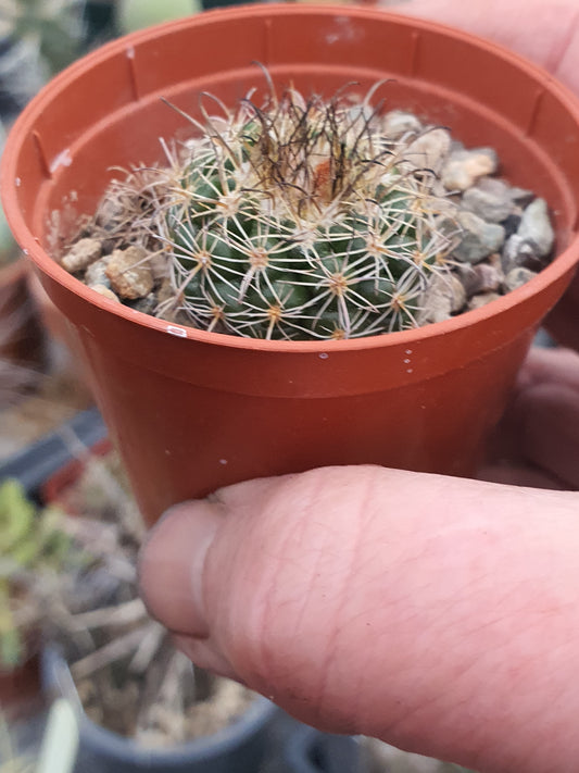 Echinopsis ancistrophora subs. cardenasiana - (Lobivia cardenasiana) - UK grown houseplant - Barney Plants