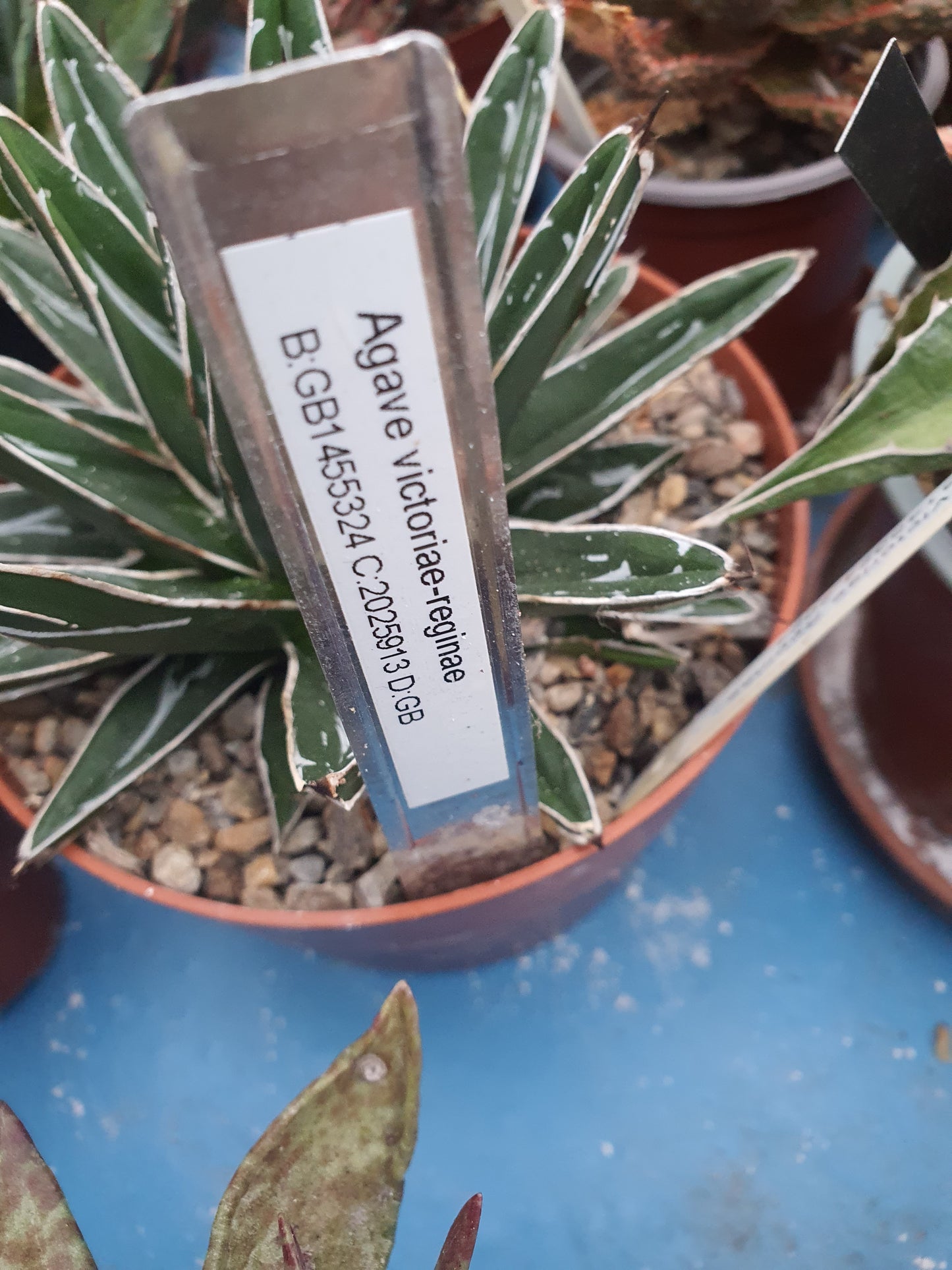 Agave victoriae-reginae - Queen Victoria Agave