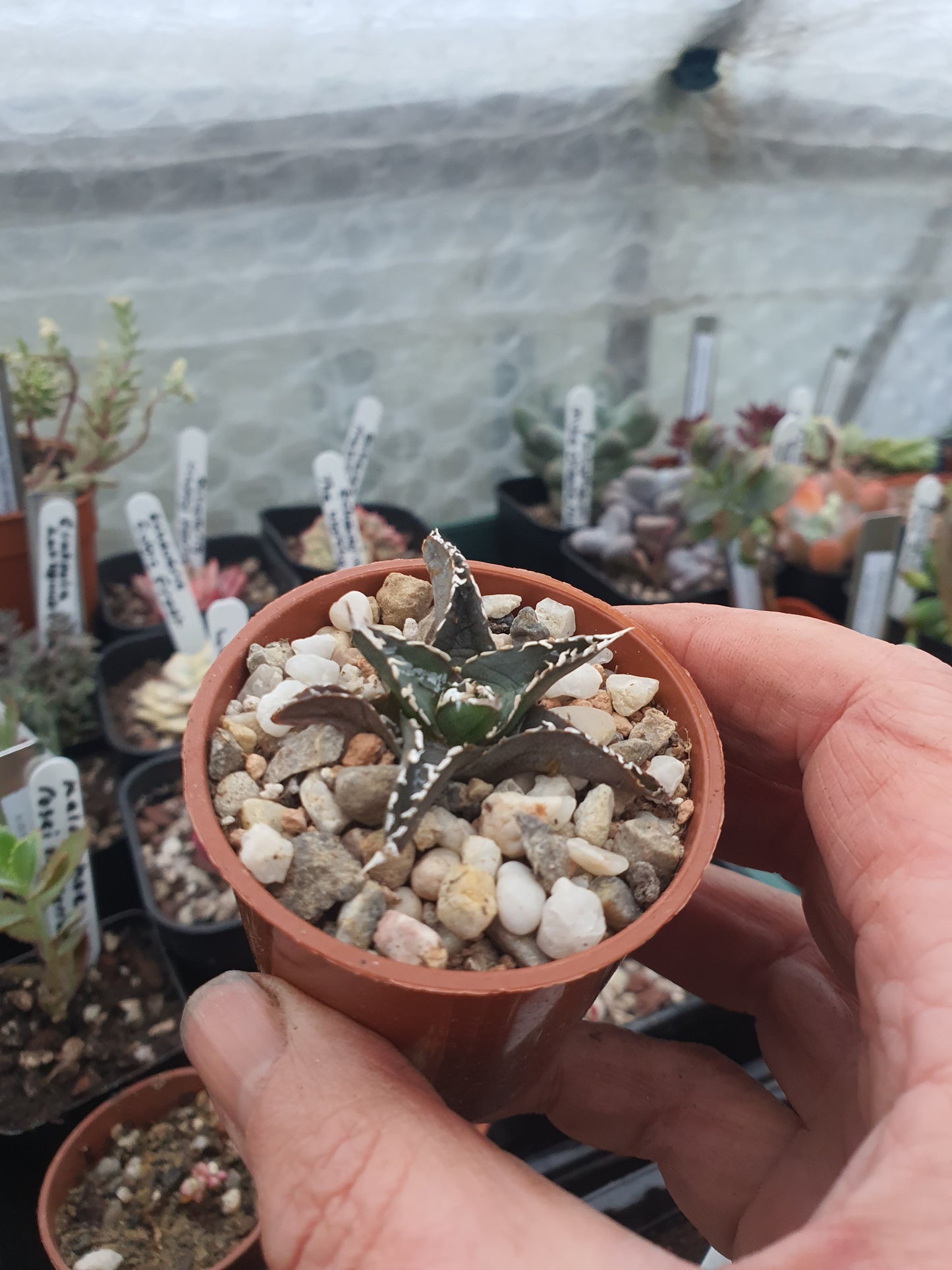 Agave victoriae-reginae - Queen Victoria Agave