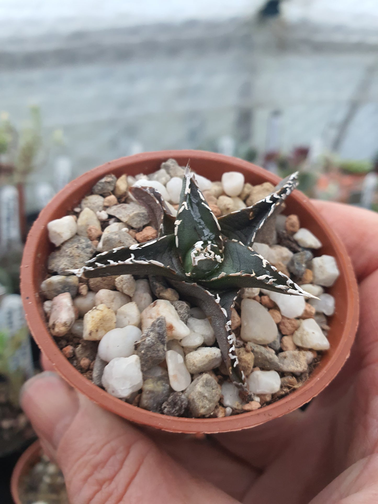 Agave victoriae-reginae - Queen Victoria Agave